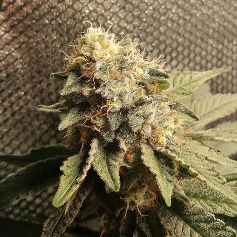 Lucy growlog timeline photo