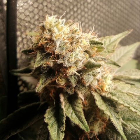 Lucy growlog timeline photo
