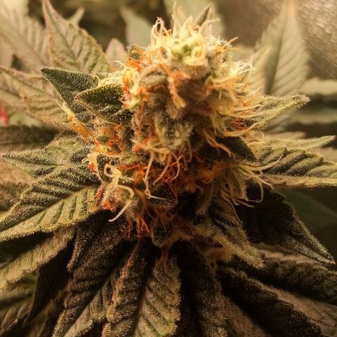 Lucy growlog timeline photo