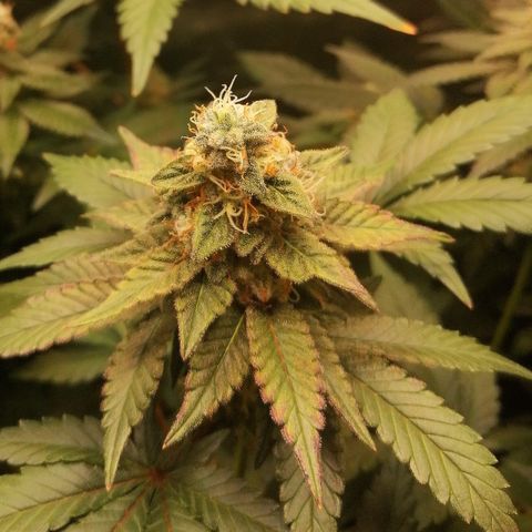 Lucy growlog timeline photo