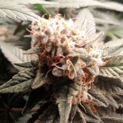 Lucy growlog timeline photo