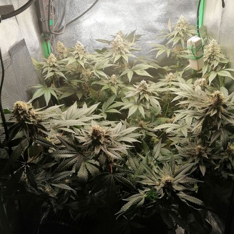 Lucy growlog timeline photo