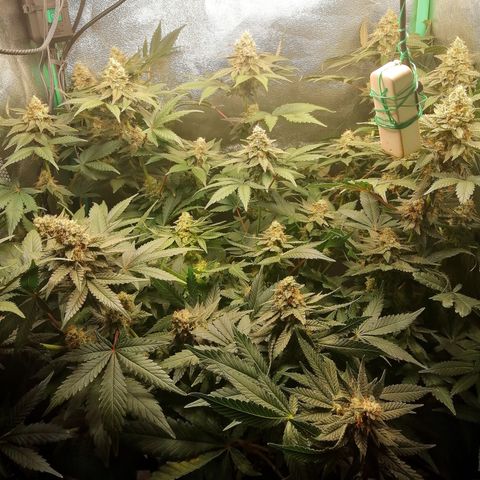 Lucy growlog timeline photo