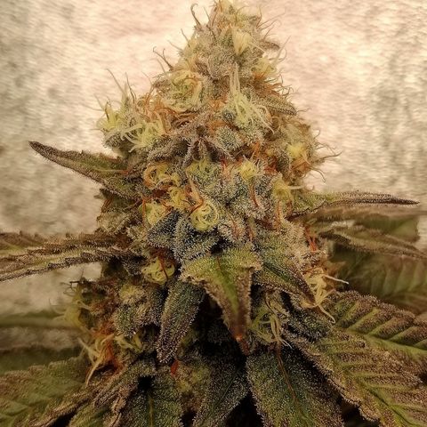 Lucy growlog timeline photo
