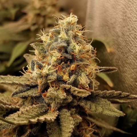 Lucy growlog timeline photo