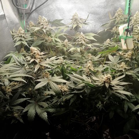 Lucy growlog timeline photo
