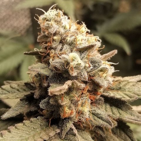 Lucy growlog timeline photo