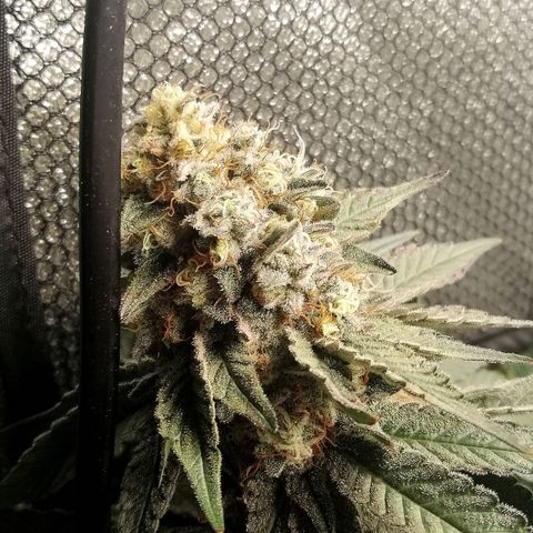 Lucy growlog timeline photo