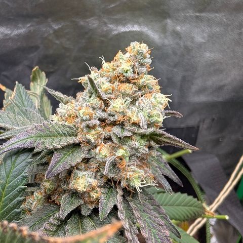 Lucy growlog timeline photo