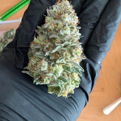 Lucy growlog timeline photo
