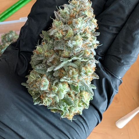 Lucy growlog timeline photo