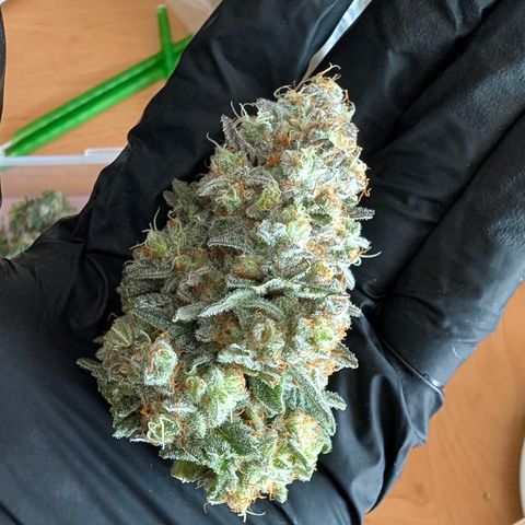 Lucy growlog timeline photo