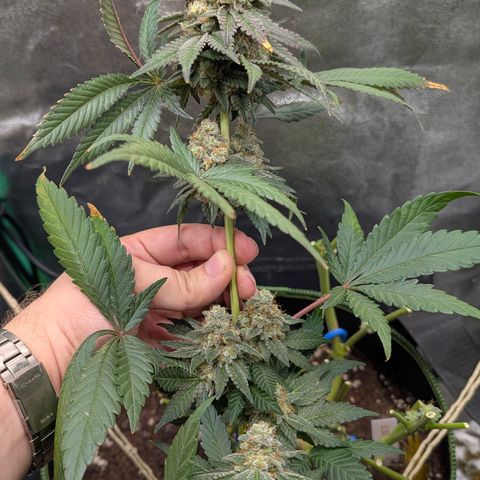 Lucy growlog timeline photo