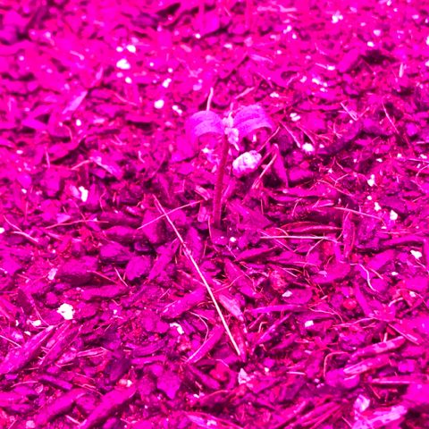 Gorilla Glue Auto growlog photo: 21:00
