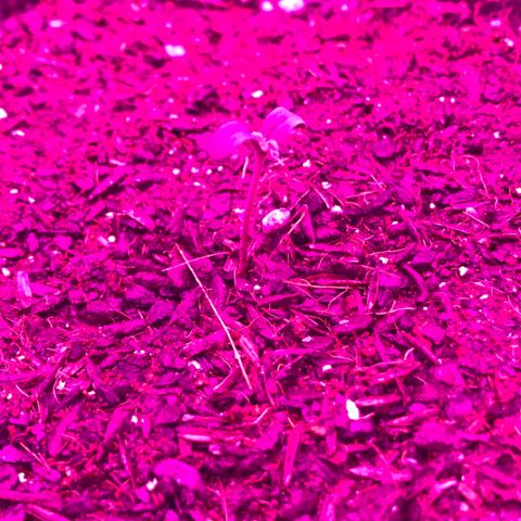 Gorilla Glue Auto growlog photo: 13:00