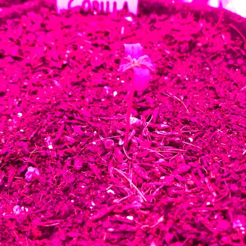 Gorilla Glue Auto growlog photo: 22:30