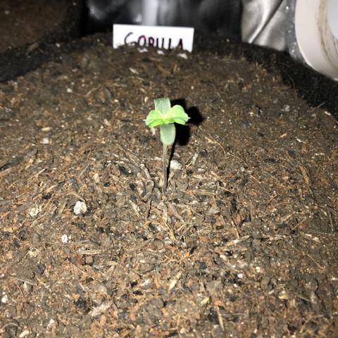 Gorilla Glue Auto growlog photo: 12:00