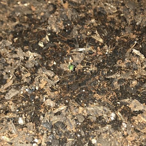 Sour Diesel Auto growlog photo: 12:00