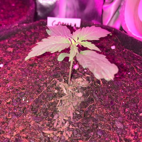 Gorilla Glue Auto growlog photo: 00:05