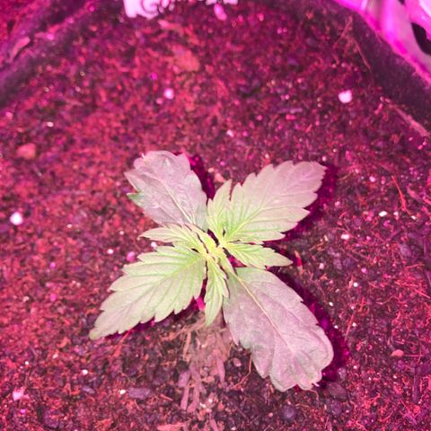 Gorilla Glue Auto growlog photo: 00:05