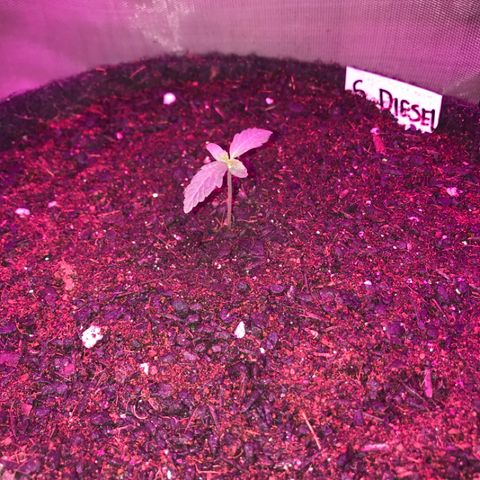 Sour Diesel Auto growlog photo: 00:05-