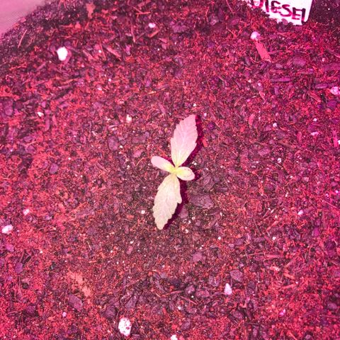Sour Diesel Auto growlog timeline photo