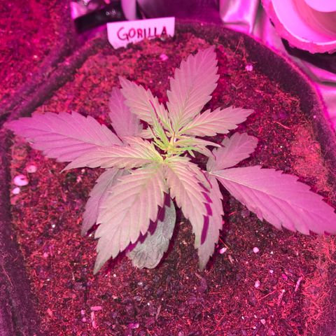 Gorilla Glue Auto growlog photo: 01:20- 5 semi aberto, 6 apontado.