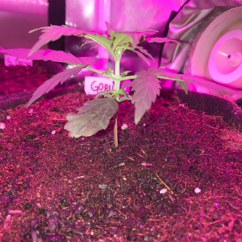 Gorilla Glue Auto growlog photo: 01:20- 5 semi aberto, 6 apontado.