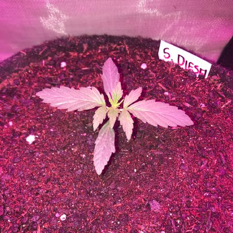 Sour Diesel Auto growlog photo: 01:20- 4 quase abertos.