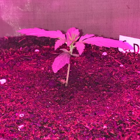 Sour Diesel Auto growlog photo: 01:20- 4 quase abertos.