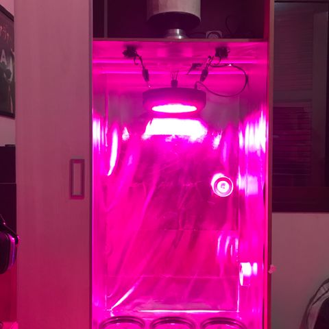 Sour Diesel Auto growlog photo: 04:20-
