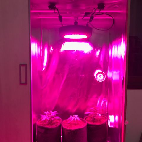 Sour Diesel Auto growlog photo: 04:20-