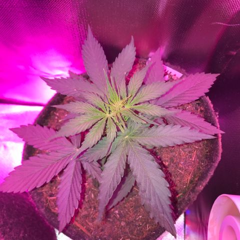 Gorilla Glue Auto growlog photo: 16:50-