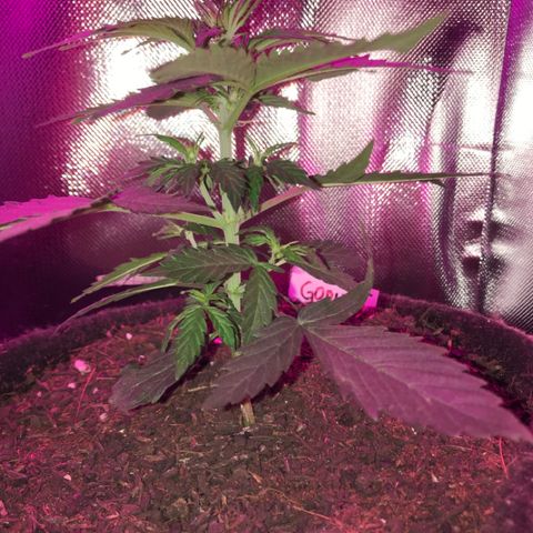 Gorilla Glue Auto growlog photo: 16:50-