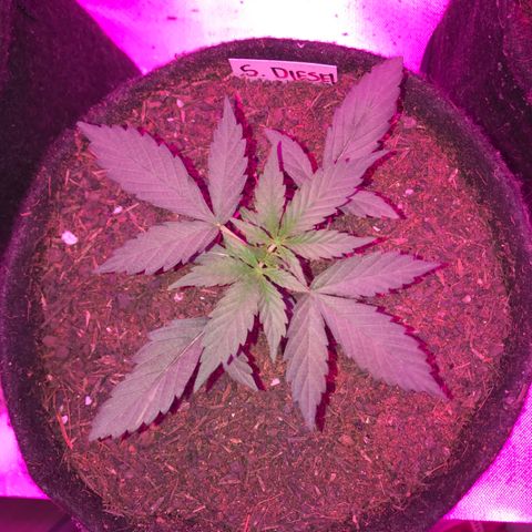 Sour Diesel Auto growlog photo: 16:50-