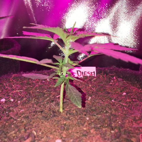 Sour Diesel Auto growlog photo: 16:50-