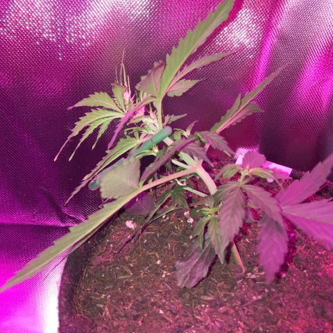 Gorilla Glue Auto growlog photo: 17:00- LST