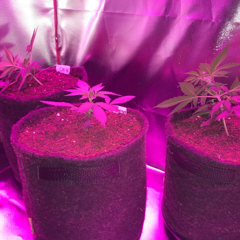Sour Diesel Auto growlog photo: 17:00- Growroom