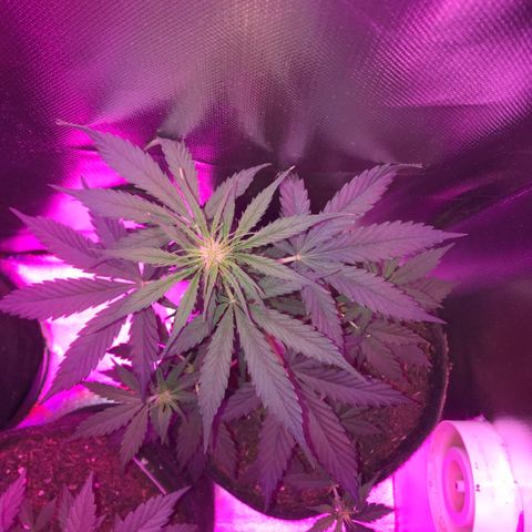 Gorilla Glue Auto growlog photo: 22:15-