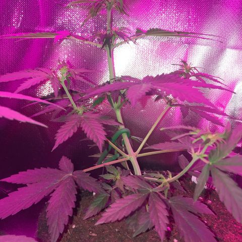 Gorilla Glue Auto growlog photo: 22:15-