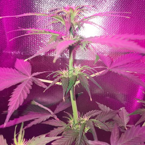 Gorilla Glue Auto growlog photo: 22:15-