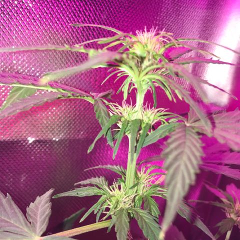 Gorilla Glue Auto growlog photo: 22:15-