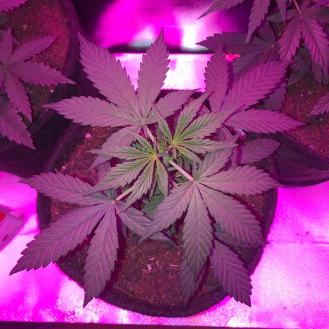 Sour Diesel Auto growlog photo: 22:15-