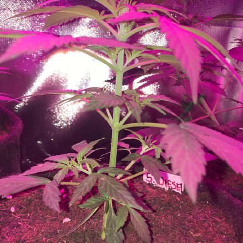 Sour Diesel Auto growlog photo: 22:15-