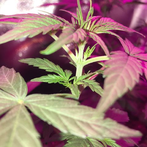Sour Diesel Auto growlog photo: 22:15-