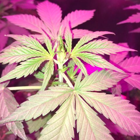 Sour Diesel Auto growlog photo: 22:15-