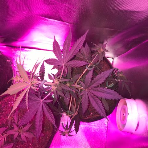 Gorilla Glue Auto growlog photo: 19:15- LST no more top bud, e nos ramos auxiliares maiores. Deixei só os dois de baixo sem deitar. 