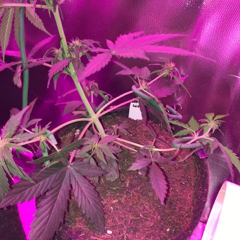 Gorilla Glue Auto growlog timeline photo