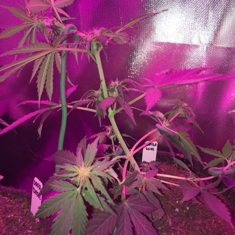 Gorilla Glue Auto growlog timeline photo