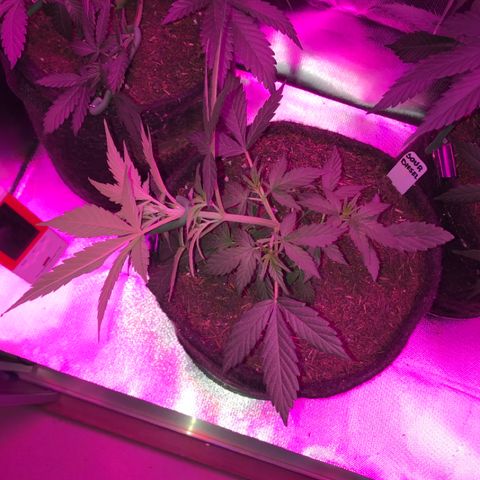 Sour Diesel Auto growlog photo: 19:15- LST no top bud. 